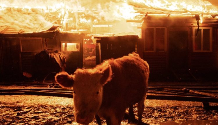 o_tuzvesz-somlyo33-pnt-16